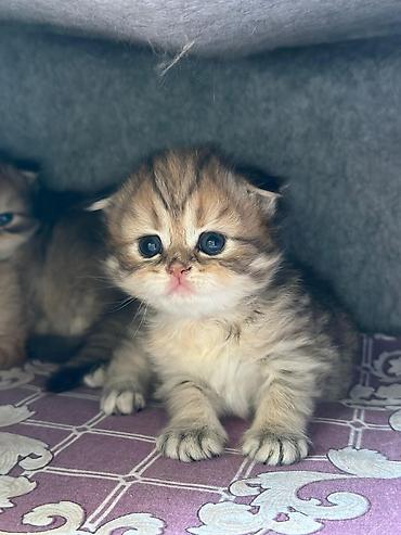 Pişiklər: Şotland — 10