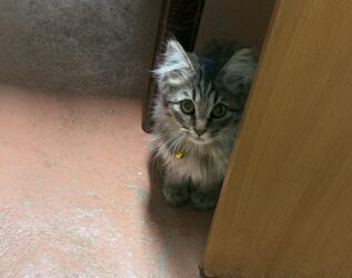 наполнитель для кошек: Кошка даром: Сибирская, 3 месяца, Девочка, Приучена к лотку, Проглистована