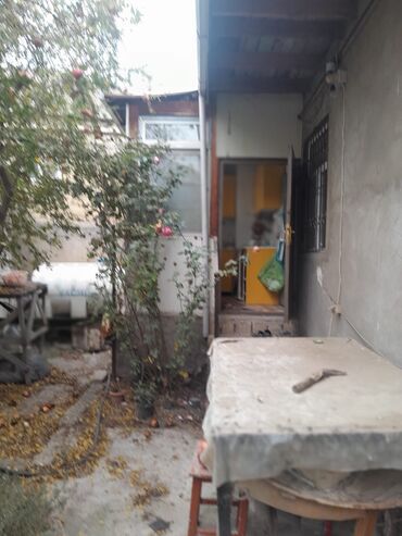 Çöl bitkiləri: Zabrat 2 stansiyasına yaxındir. sənəd kupça avtobus dayanacağına — 2