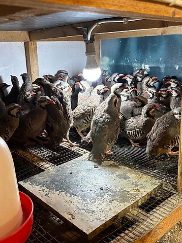 barred rock: Məhsul: Dağ kekliyi (Alectoris chukar) – sürü halında Təsvir: - — 4