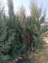 Qida məhsulları: Pramida şam agaclari həyət təmizlənir uciz əiymete satilir topdan