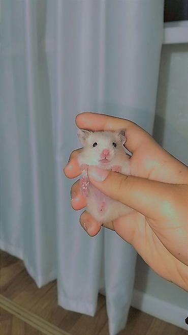 hamster satışı: 7 bala və 1 böyük hamster satılır. Qəfəs yalnız böyük hamsterlə — 3