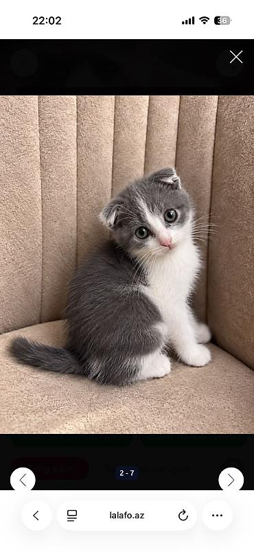 cins pisikler: Şotland, Yaxşı əllərə, Ödənişli çatdırılma — 8