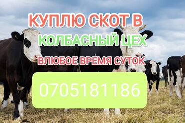 куплю стельную корову: Куплю | Лошади, кони, Коровы, быки | На забой, на мясо, Забитый, Любое состояние