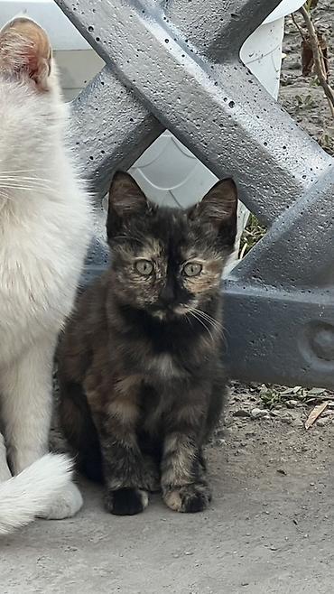 котята серые: Бесплатно. Котята — Описание: - Три котёнка из одного помёта. - — 3