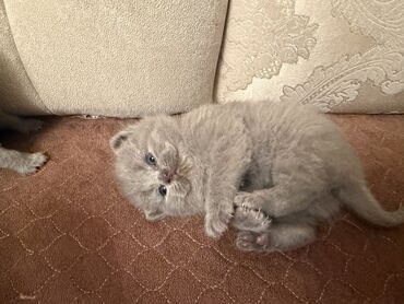 Pişiklər: Britan yastı qulaq, Dişi, Erkək, Yaxşı əllərə, Ödənişli çatdırılma, Ünvandan götürmə — 16