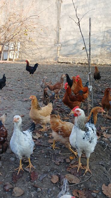 Toyuqlar: Toyuqlar və xoruzlar satılır. Şəkillərdə iri və orta çəkili toyuq və — 7