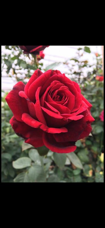 Şitillər: Məhsul: Gül kolları (gül fidanları) Təsvir: soyuqa davamlı 2 azn 3 — 13