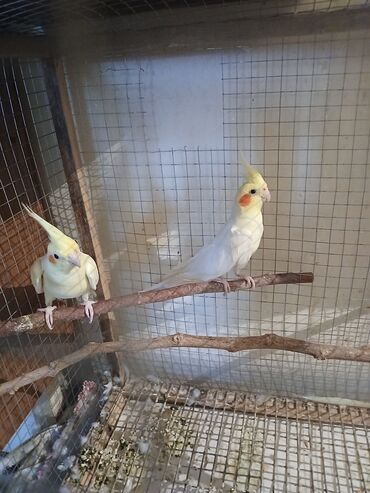 Gəmiricilər: Salam satılır cütdülər qəfəslə bir yerdə Vatsapa yaza bilərsiz Sağlam