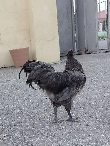 lal ordək balaları: Boz rəngli Avstrolop xoruzu satilir. Cavan və aktiv heyvandir.6 — 2