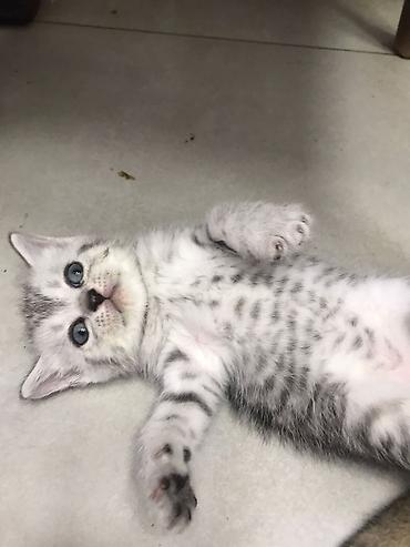 Pişiklər: Şotland — 1