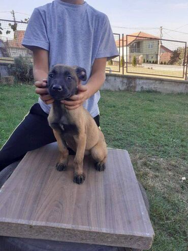 Psi: Na prodaju štenci belgijskog ovčara - MALINOA, oštenjeni 10.08.2023 — 4