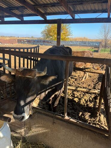 домик для кошки многоуровневый: Продаю | Бык (самец) | Для разведения | Привязанные