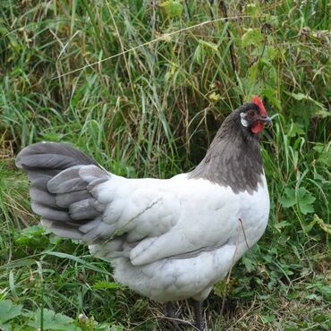 Toyuqlar: Məhsul: Qara-bəstəbaş (Avstralorp tipli) rəngdə kənd toyuqları və — 6