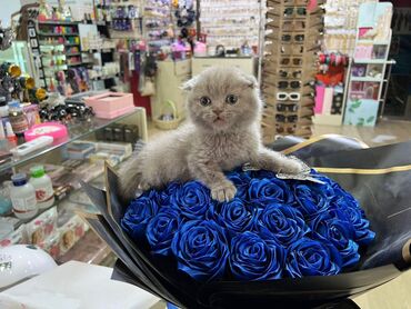 Pişiklər: Britan yastı qulaq, Erkək, Dişi, Yaxşı əllərə, Ünvandan götürmə, Pulsuz çatdırılma, Ödənişli çatdırılma — 6