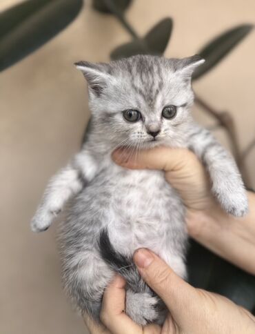 Pişiklər: Şotland — 32