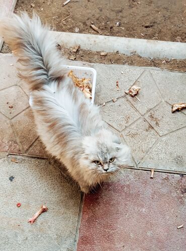 переноска длж котов: Uzun tüklü ev pişiyi - Cins: uzun tüklü, yumşaq və sıx yun örtüyü -