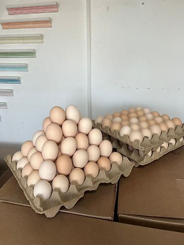 яйца фазана: 🥚 ПОСТАВКА КУРИНЫХ ЯИЦ ПО БИШКЕКУ Здравствуйте! Предлагаем куриные — 1
