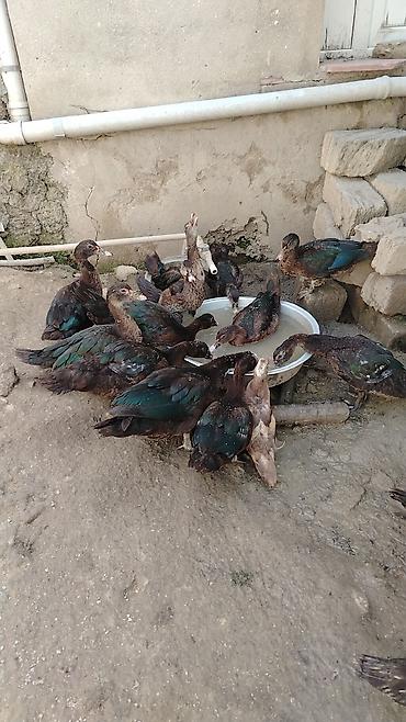 mandarinka ördeyi: Musk ördəkləri (indo ducks) – təsərrüfat üçün məhsuldar sürü - Növ — 1