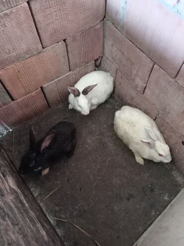 karlik dovşanlar: Dasanlar 2 dişi bir erkey ünvan kürdemir rayonu Bakıya göndərmək olar