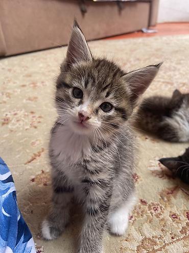 Кошка даром: Беспородная, 2 месяца, Девочка, Приучена к лотку, Проглистована at lalafo.kg Кошка даром: Беспородная, 2 месяца, Девочка, Приучена к лотку, Проглистована