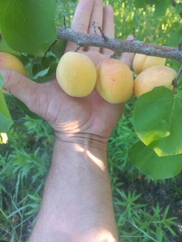 Tinglər: Məhsul: Armud tingləri və meyvəlik ağaclar - Növ: Armud (şəkildə — 8