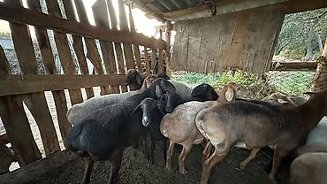 корм аллер: Продаю | Овца (самка) | На забой | Матка — 1