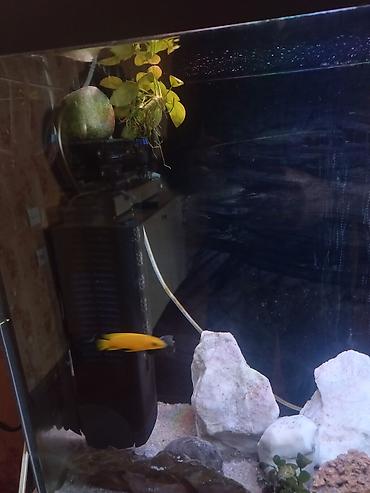 ocean filter: Akvarium-şkaf, Balıqlarla birlikdə, 230 l — 7