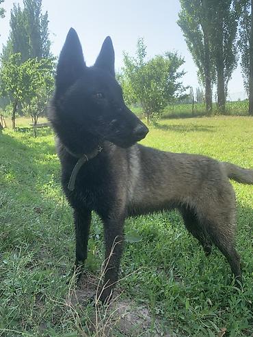 мал айдаган ит керек: Бельгия овчаркасы, 1 жаш, Ургаачы, Эмделген, Ит тегин тастыктоочу документ — 2
