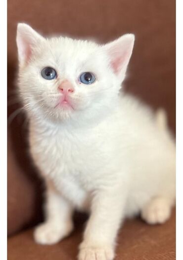 Pişiklər: Şotland, Dişi -da lalafo.az — 7 Pişiklər: Şotland, Dişi — 7