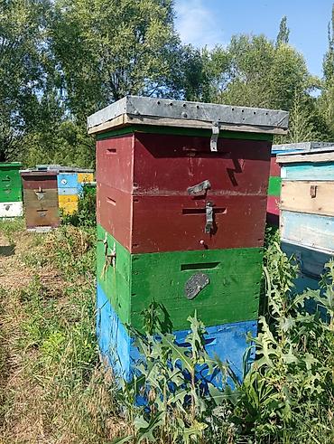 матка пчелы: Пчелопакеты в ульях Продаю ульи с пчёлами. Пасека стационарная — 1