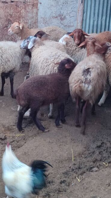 Qoyunlar, qoçlar: Sağlam cavan heyvanlardi kom satılır Kurdexanidadi. Ümumi 12 Heyvandi — 7