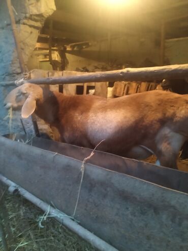 сколько стоит собака породы доберман: Сатам | Ургаачы кой (ургаачы) | Көбөйтүү үчүн | Ургаачы