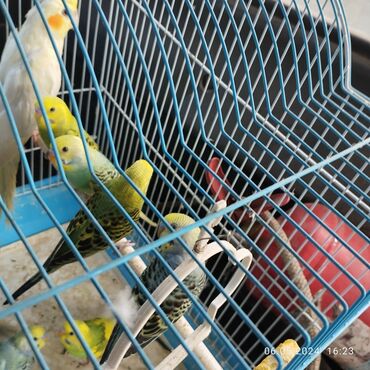 птица голубь: Папугай сатылат штугу 
600сомдон
карелла 1000сом