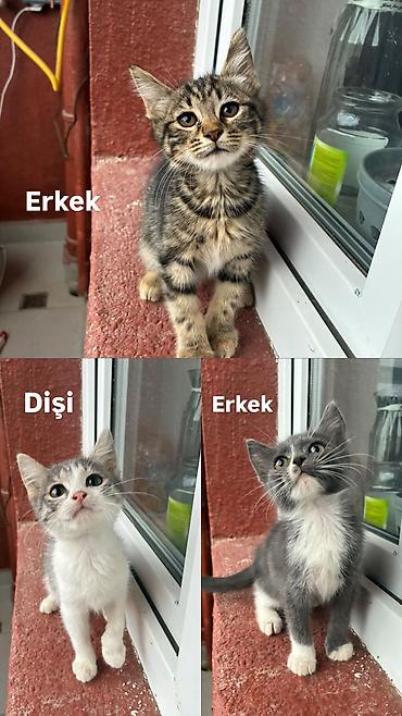 dişi qaz: Erkək, Dişi, Yaxşı əllərə — 1