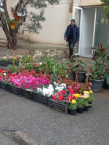 plastik gul qablari: Ağ plastik çiçək dibçəkləri – müxtəlif ölçülərdə - Material: yüngül — 5