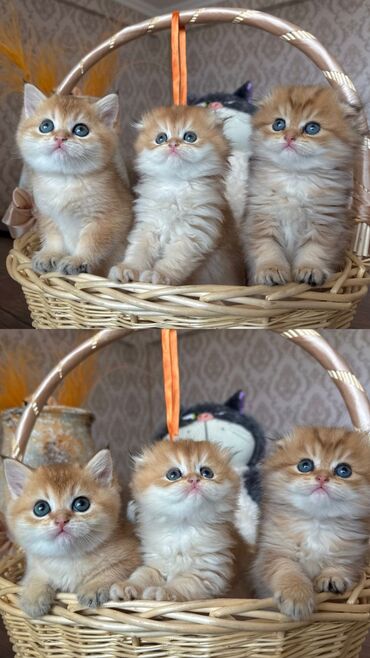 Pişiklər: Şotland, Erkək, Dişi, Yaxşı əllərə, Ünvandan götürmə, Pulsuz çatdırılma, Ödənişli çatdırılma — 23