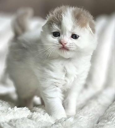 Pişiklər: Britan, Erkək, Dişi, Yaxşı əllərə, Ünvandan götürmə, Pulsuz çatdırılma, Ödənişli çatdırılma — 11