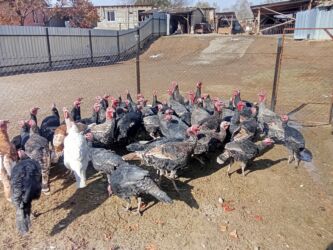 вислоухие кошки бишкек: Индук сатылат только оптом.98 баш 63 короз кылган 35 мастек.баасы чон