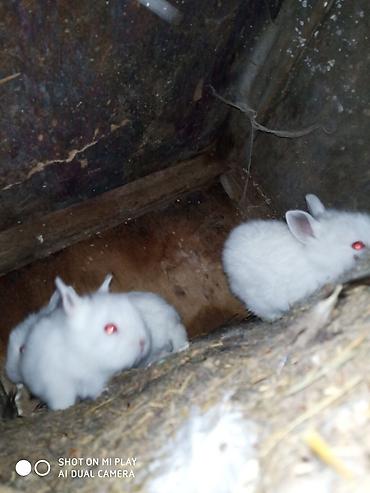 karlık dovsan: Hədiyyəlik təcili əsil natura karlik dovşanlar satılır ucuz qiymətə — 3