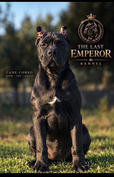 THE LAST EMPEROR KENNEL Predstavljamo prelepu Cane Corso ženku iz