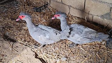 lavanda ördek: Erkək, | Lal ördək, Damazlıq, Ünvandan götürmə — 9