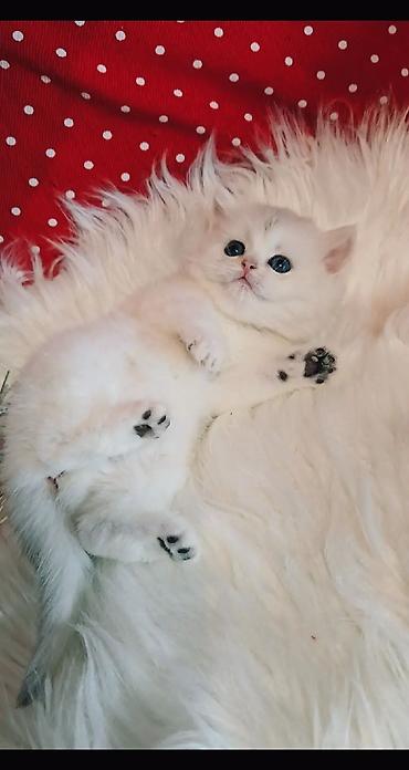 вязку: Вязка ! Не продажа!!! Молодой котик Scottish fold окрас серебристая — 9