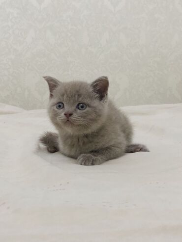 американская жесткошёрстная кошка: Британская короткошёрстная, 3 месяца, Мальчик, Голубой