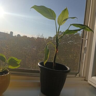 Ostale kućne biljke: Aloja u saksiji prečnika 19cm - 500 din Aloja u saksiji prečnika 15cm — 9