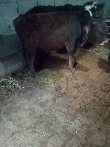 Коровы, быки: Продаю | Музоо, торпок | Полукровка | На откорм | Привязанные — 2