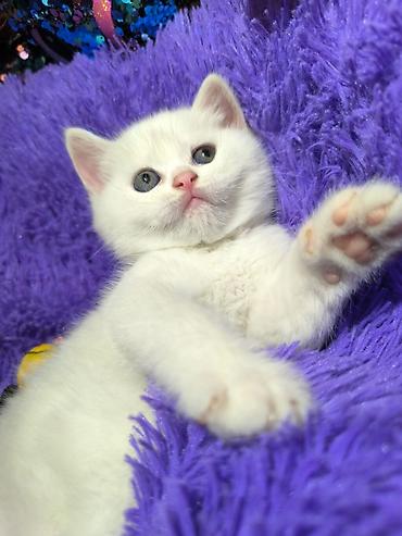 Pişiklər: Britan — 3