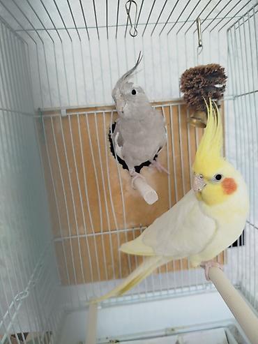 Птицы: Продам попугаевкореллы,самка и самец.Без клетки. Они не пара — 3