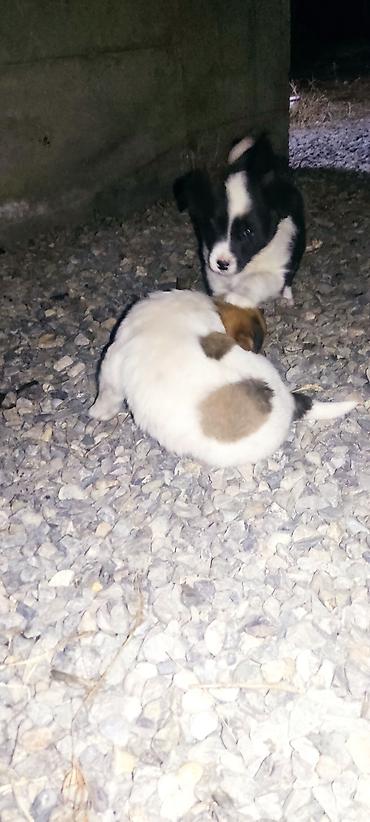 Продажа собак: Отдам даром щенки бардер колли 1 Мес мальчики адрес город Ош село — 11