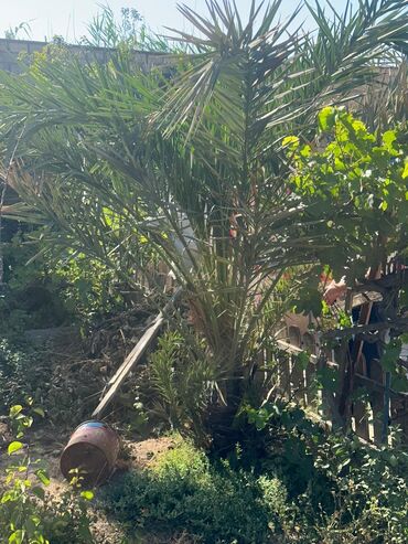 fistig agaci: Palma Agaci
Hunduru 2 metriden yuxari
baximli